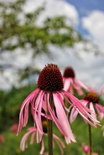 Beautiful Pink Coneflower Growing In The Sunny Meadow.