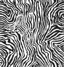 Drawn Vector Of Zebra Fur Texture Print, Pattern