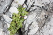 Green Plant With A Flower On A Stone