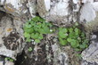 Group Of Green Plants On A Stone