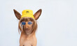 Smiling  chinese crested hairless brown dog looking at camera  in sunglasses and a yellow bucket  hat  on a blue background with copy space .Concept of advertising summer vacation travel .