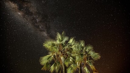Wall Mural - time lapse of the stars and milky way moving behind some palm trees. shot in namibia.