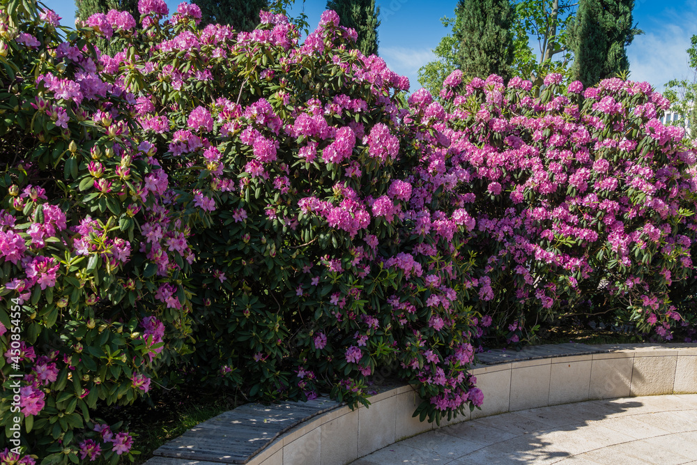 Hughe Rhododendron Huge bushes of Rhododendron 'Roseum Elegans' (hybrid of catawbiense ...