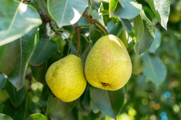 Canvas Print - Pear tree and sunny garden 