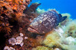 Mediterranean Sea close up Dusky grouper - Epinephelus marginatus sitting in soft corals, Pianosa Marine National Park, Elba, Italy