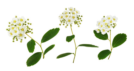 Wall Mural - Set of spiraea chamaedryfolia flowers and leaves isolated