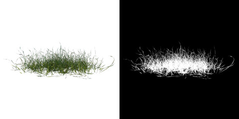 Front view of Plant ( Lawn Grass 1) Tree png with alpha channel to cutout made with 3D render
