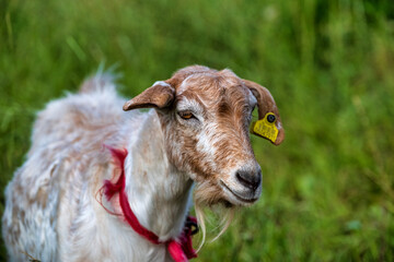 Sticker - young goat on the field