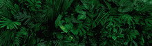 Group Background Of Dark Green Tropical Leaves ( Monstera, Palm, Coconut Leaf, Fern, Palm Leaf,bananaleaf) Panorama Background. Concept Of Nature