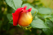 A Small Yellow-red Rosebud