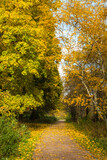 Fototapeta  - Autumn Landscape With Path Covered With Yellow Leaves In Park.