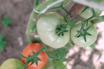 Poster - Beautiful fresh tomatoes flowering bush. Close up of a bush of red tomato. Natural background, large bush.