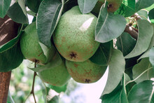 Beautiful Fresh Big  Young Pears Growing On A Tree. Close Up.