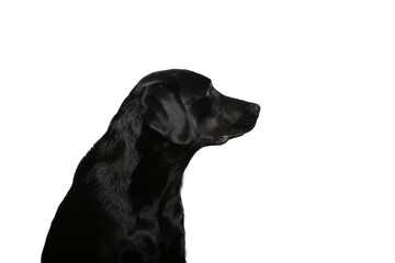 Wall Mural - Beautiful dog in front of a white background