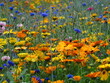 Flower meadow. Wildflowers. 