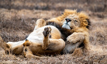 The King Of The Jungle Is Relaxing.  Photographed In South Africa.