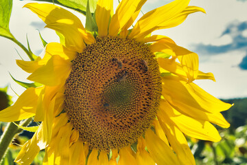 Sticker - Closeup shot of bees on a sunflower