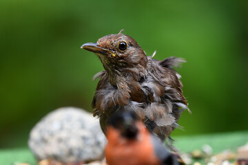 Poster - junge Amsel