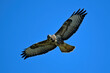 flying Common Buzzard // fliegender Mäusebussard (Buteo buteo)