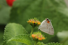 Gray Hairstreak Butterfly - Strymon Melinus On Lantana Close Up