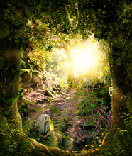 Beautiful Enchanting Forest Opening Path Leading To A Bright Light