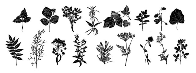 Wall Mural - Set of silhouettes of botanical elements. Herbarium. Branches with leaves, herbs, wild plants. Garden and forest collection of leaves and grass. Vector illustration on white background