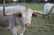 Texas Longhorn Cattle In Pasture In Late Afternoon Close Up