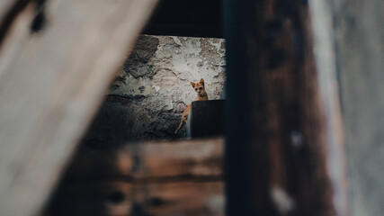 Poster - Small ginger cat in an abandoned place captured through the hole