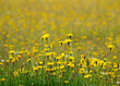 a field turned yellow with the bright summer flower heads of thousands of dandelions (Taraxacum) in full bloom