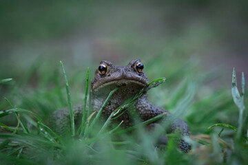 Canvas Print - Closeup shot of a frog among the grass