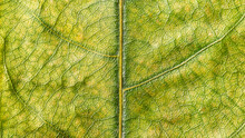 Light Green Leaf Surface, Close Up Texture Background
