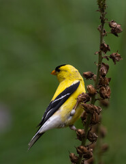 Adult male American Goldfinch