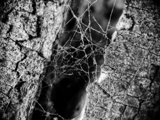 Wall Mural - spiderweb