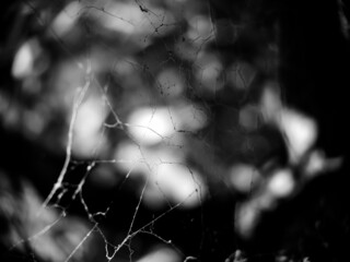 Wall Mural - spider web
