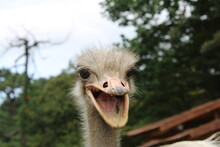 Ostrich Close Up With Open Mouth