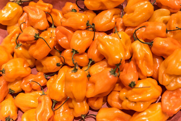 Spicy habanero chillies for sale at market