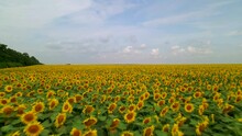Beautiful Aerial View Above To The Sunflowers Field. Top View Into Agriculture Field With Blooming Sunflowers. Summer Landscape With Big Yellow Farm Field With Sunflowers