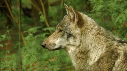 Poster - A closeup of a wolf inside the zoo in 4K