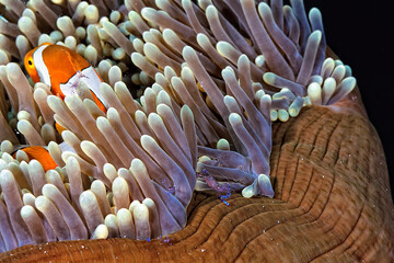 Wall Mural - A picture of a Cleaner shrimp