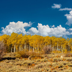 Wall Mural - Aspen grove at autumn in Rocky Mountains