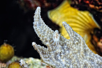 Wall Mural - A picture of a porcelain crab