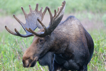 Moose in the Colorado Rocky Mountains