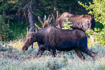 Moose in the Colorado Rocky Mountains