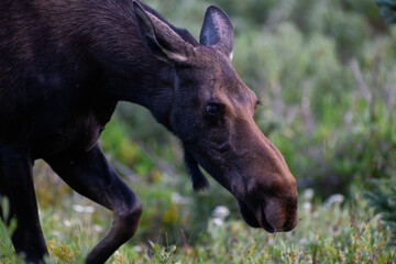 Moose in the Colorado Rocky Mountains