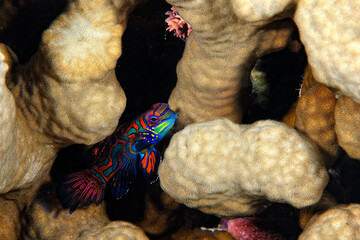 Wall Mural - A beautiful picture of a mandarin fish