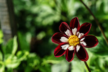 Dahlia 'Night Butterfly' With Petals Of Darkest Red With An Inner Ruff Of Contrasting Pink And White.