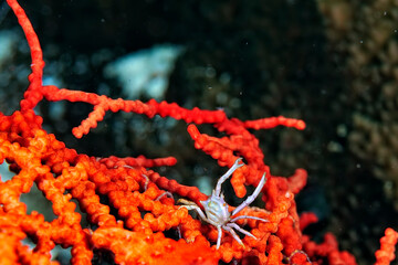 Wall Mural - A picture of an adams' urchin crab