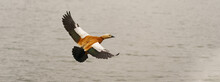Photography Of Ruddy Duck (shelducks) Soaring Over The Lake In Spring Sunny Day. Flying Bird. Theme Of The Life Of Wild Animals In The Big City.