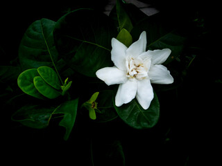 Wall Mural - Big White Gardenia Blooming