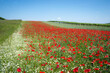 Poppy field in burgenland